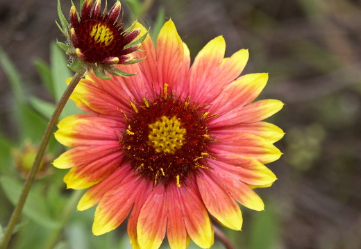 Texas Wildflower - 'Firewheel' Gaillardia