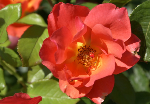 Rose - 'All That Jazz' - Orange / Salmon
