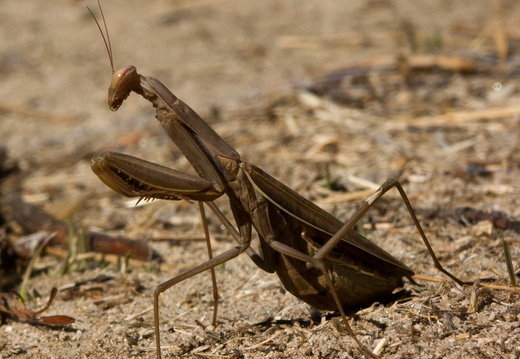 Brown Praying Mantis
