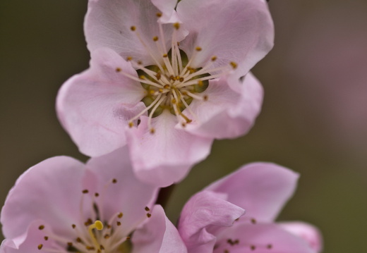 Pink Blossom on a Peach Tree in Ohio