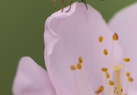 A Hoverfly On Peach Blossom Edge