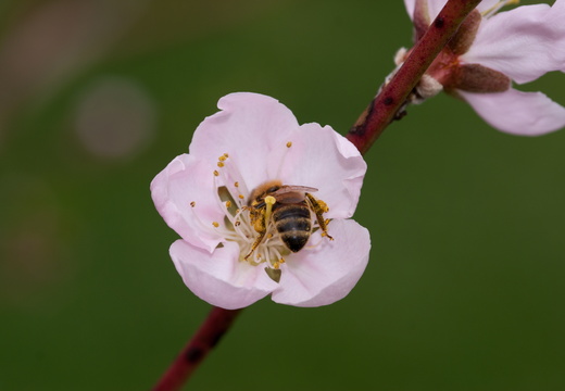 Honey Bee in Pink Peach Flower