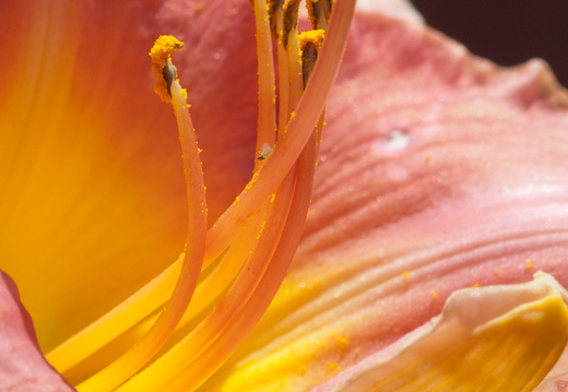 Peach and Yellow Daylily