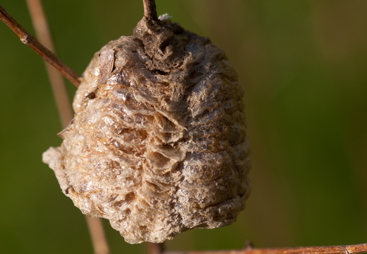 Praying Mantis Egg Case