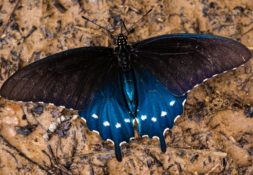 Pipevine Swallowtail Butterfly