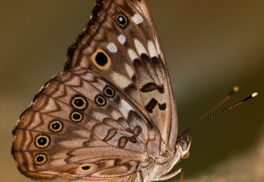 Hackberry Emperor Butterfly in Arkansas